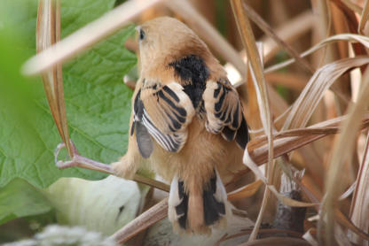 Typische Rückenzeichnung der Jungvögel