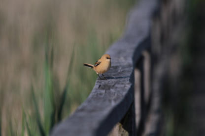 Jungvogel am Federsee