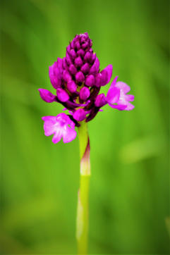 Pyramidenorchis