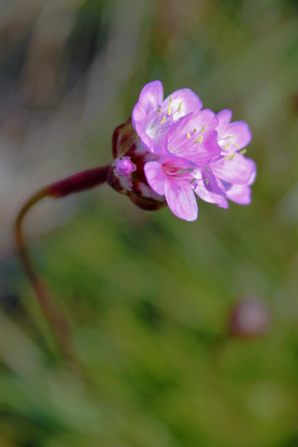 Armeria purpurea - Ried- oder Purpurgrasnelke