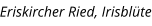 Eriskircher Ried, Irisblüte