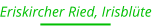 Eriskircher Ried, Irisblüte