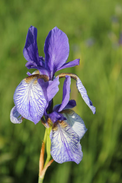 Sibirische Schwertlilie oder Iris
