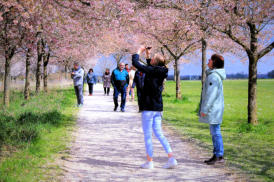 Japanische Kirschblüte in Laupheim
