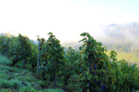 Bei der Weinlese im Kochertal