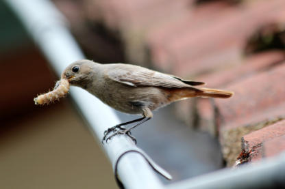 Weibchen schafft Futter heran