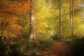 Im Herbst