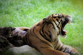 sibirischer Tiger