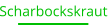 Scharbockskraut