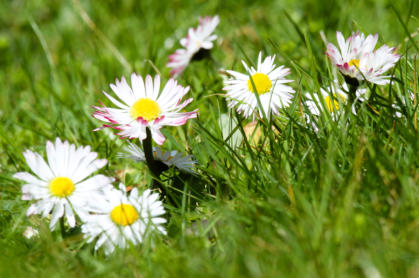 Immer hübsch anzusehen, das Gänseblümchen