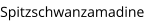 Spitzschwanzamadine