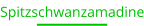 Spitzschwanzamadine