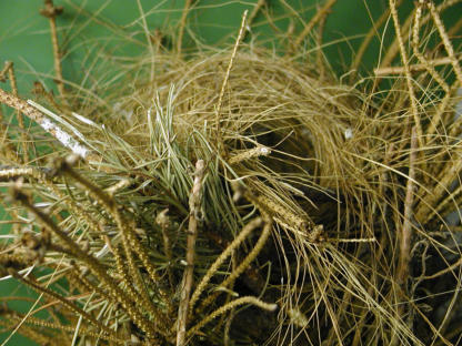 Offen gebautes Kugelnest