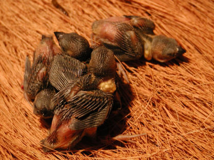 Nestlinge am Tag der Beringung