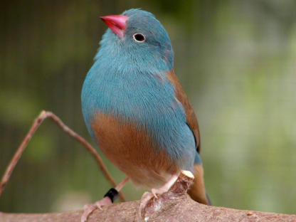 1,0 Blauköpfiger Schmetterlingsastrild; Uraeginthus cyanocephalus