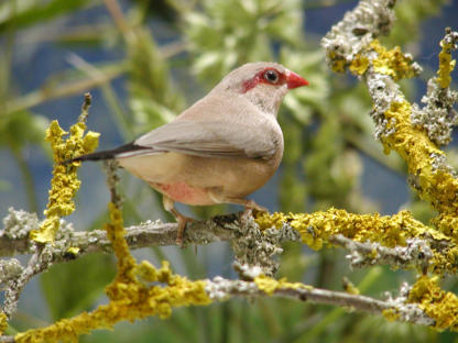 Grauastrild Weibchen; Estrilda troglodytes