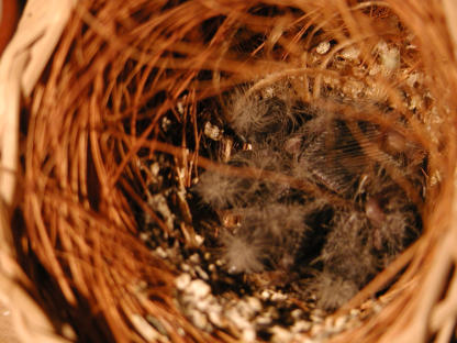 Ein Nest voll gut entwickelter Vögel