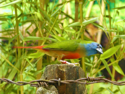 Lauchgrüne Papageiamadine Männchen; Erythrura prasina 