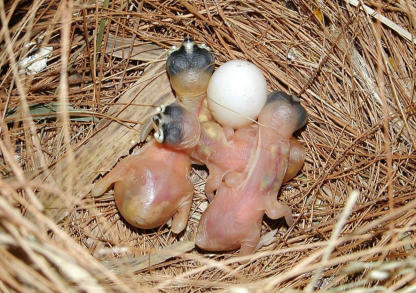 Nestlinge eben geschlüpft