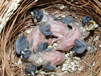 Nestlinge am 9. Lebenstag