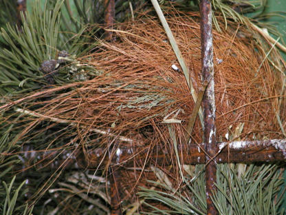 Offen gebautes Nest mit typischer Einflugöffnung