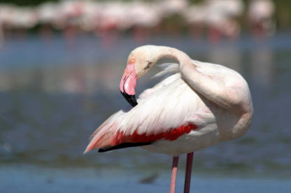 Flamingo bei der Gefiederpflege
