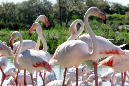 Flamingos leben in großen Gruppen