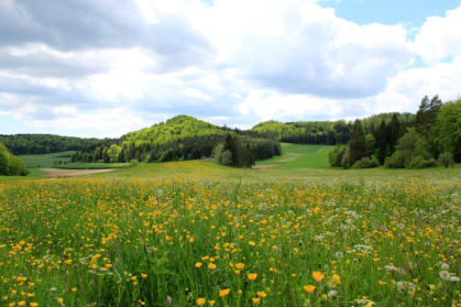 Bunt blühendes Wiesental