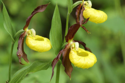 Frauenschuh - unsere größte einheimische Orchidee