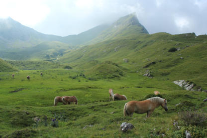 Haflingerherde im Tal