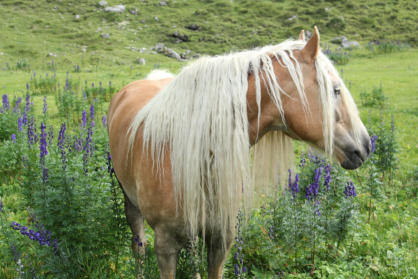 Haflinger mit wunderschöner Mähne