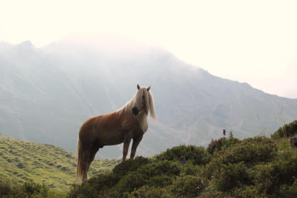 Haflinger im Sonnenuntergang