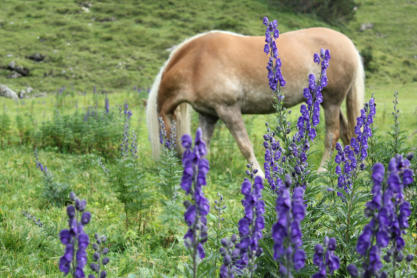 Haflinger hinter blühendem Eisenhut