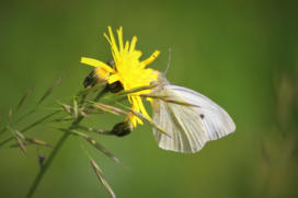 Kleiner Kohlweißling