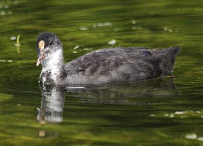 Schnell wachsen die Jungvögel heran