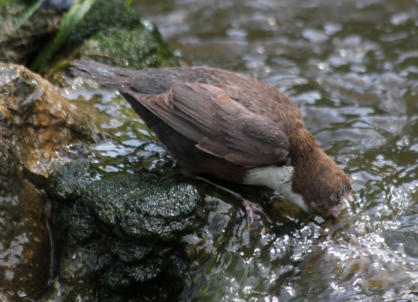 Wasseramsel taucht nach Köcherfliegen