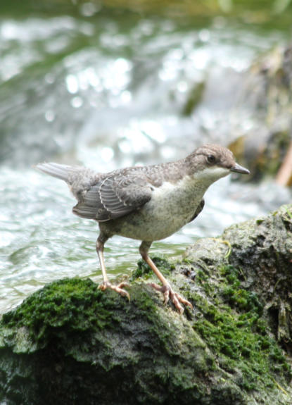 Jungvogel