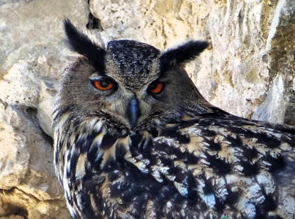 Markant die bernsteinfarbenen Augen und die arttypischen Federohren