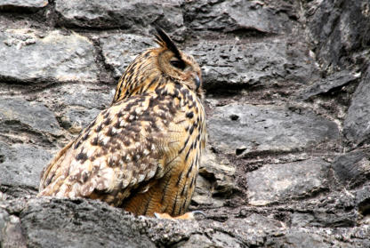 Uhuweibchen bewacht das Nest