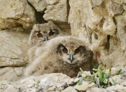 Nestlinge warten auf die Alten