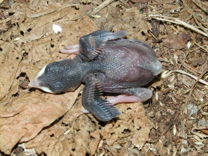 Nestling am Tag der Beringung